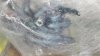 C versicolor 3.jpg
