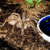 T stirmi Mini me day 6 2.jpg