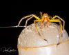 GreenMagnoliaJumpingSpider-4.jpg