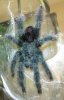 A avic dorsal.jpg