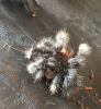 demeter dead2.png