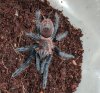 just molted crop.jpg