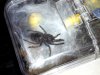 GBB_beginning 3rd moult.jpg