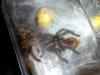 GBB_3rd moult finished_17062018.jpg