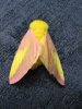 colored moth.jpg