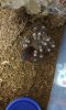 Bub, molt July 2018.jpg
