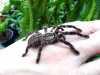 Poecilotheria-ornata8.jpg