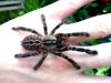 Poecilotheria-ornata10.jpg