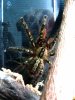 Poecilotheria-ornata15.jpg