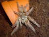 p.murinus.JPG