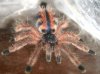 a_avicularia_closeup_3cm.jpg