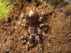 geniculata.JPG