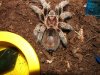 spider crew 2 olivia exuvium 00008 (Small).JPG