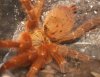 p_murinus_water_a_10cm.jpg