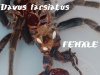 fasciatus_molt.jpg