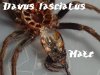 fasciatus_molt.jpg