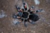 Brachypelma auratum.jpg