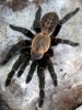 HAPLOPELMA SP.jpg