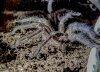 H pulchripes hooked out 5.jpg