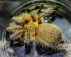 H pulchripes Hybris rehouse 4.jpg