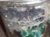 Versicolor #2 molt  8-1-2018.jpg