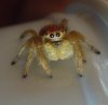 Phidippus nikites (sub-adult) - 6.jpg