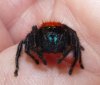 Phidippus nikites (adult)-3.jpg