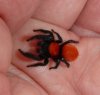 Phidippus nikites (adult)-6.jpg