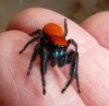 Phidippus nikites (adult)-7.jpg