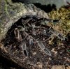 T stirmi Mindy hungry 3.jpg