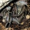 T stirmi Mindy 5th day from molt 4.jpg