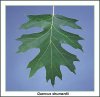 shumard oak leaf.jpg