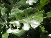 bur oak leaves.jpg