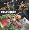 one superworm gbb.jpg