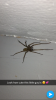 962A6918-82B7-4408-8E10-011080D0FF77.png