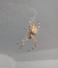 araneus_diadematus_side-1.jpg