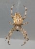 araneus_diadematus_dorsal-9.jpg