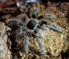 L klugi Justina 2nd day May 2018 molt1.jpg