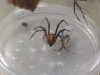 Latrodectus cf trededimguttatus cf dahli marokko.png