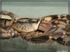 Poecilotheria_ornata-detail.jpg