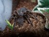 Aphonopelma seemanni..JPG