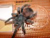 A.avicularia2.jpg