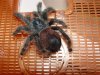 A.avicularia3.jpg