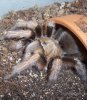 Aphonopelma anax a.JPG