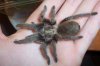 Aphonopelma Hentzi a.JPG