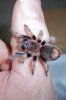 B.Smithi 12-09a.jpg