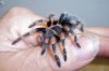 B.Smithi Molt01-11a.JPG