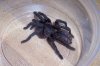 Haplopelma sp. Asian Chevron a.JPG