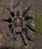 haplopelma.jpg