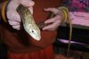 Legless lizard a.JPG